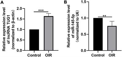 LncRNA TUG1 Promotes Apoptosis, Invasion, and Angiogenesis of Retinal Endothelial Cells in Retinopathy of Prematurity via MiR-145-5p